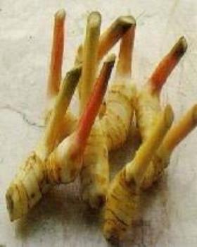 Rhizome