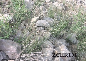 اﻟﻨﺒﺎت ﻓﻲ ﺑﯿﺌﺘﮫ