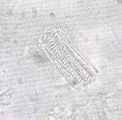 أنسجة وعائية