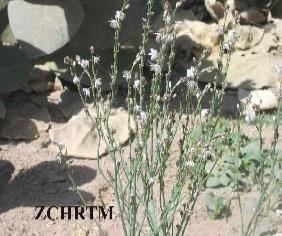 النبات الكامل