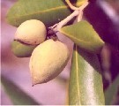 Fruit