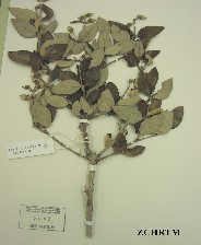 Herbarium Sample
