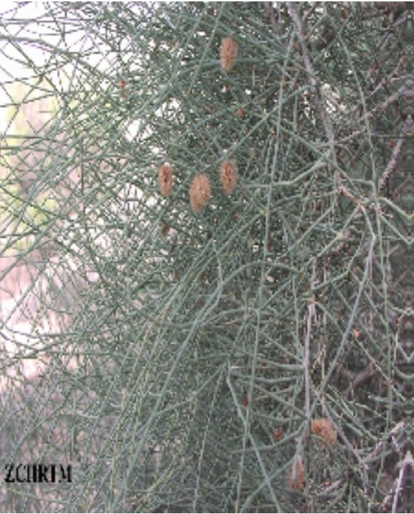 الثمار
