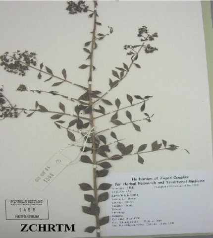 Herbarium Sample