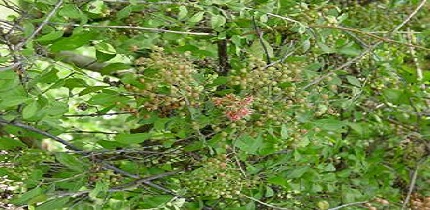 Fruits