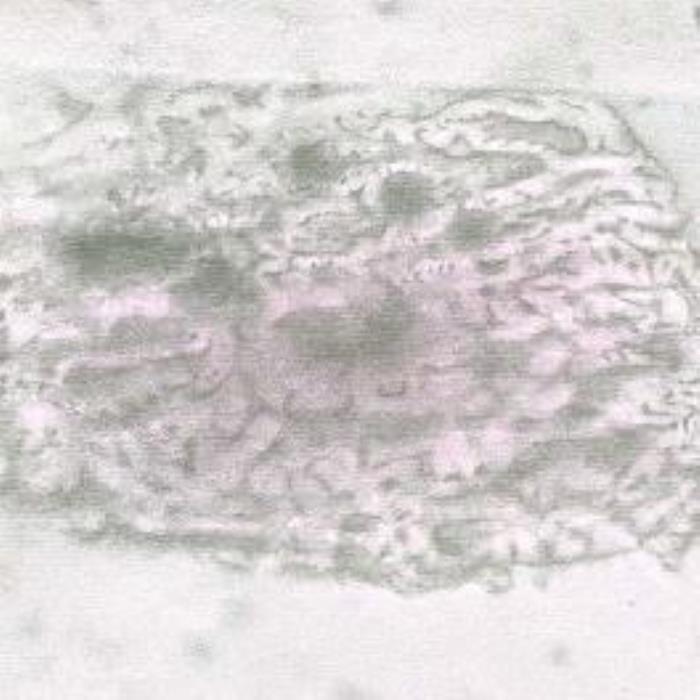 Leaf fragment