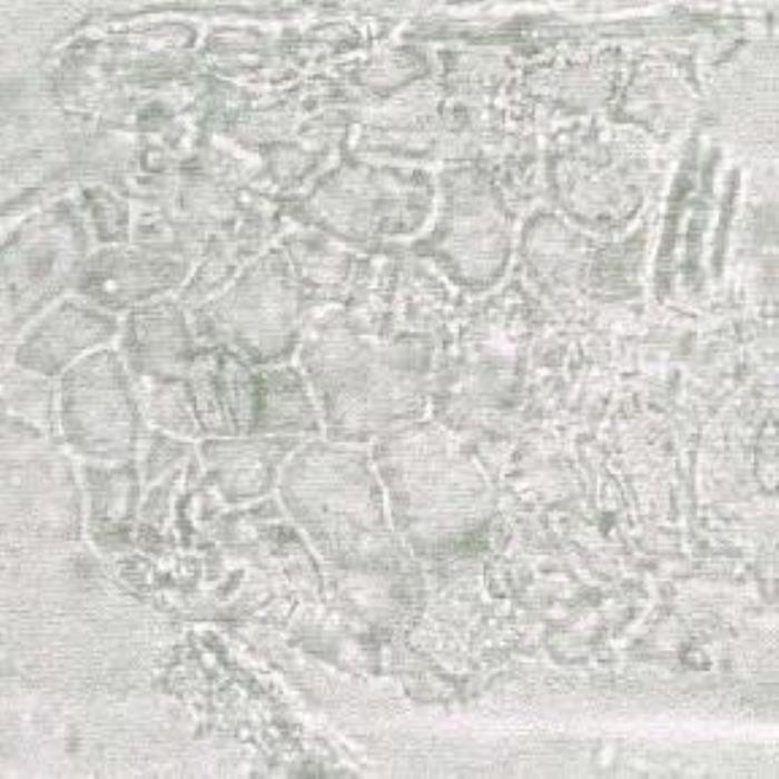Lower epidermis