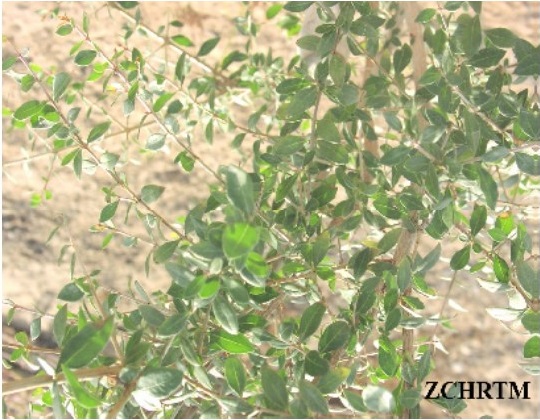 Whole plant
