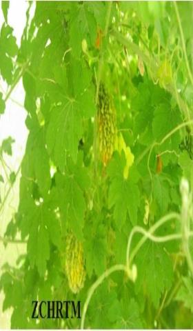 الأجزاء الهوائية