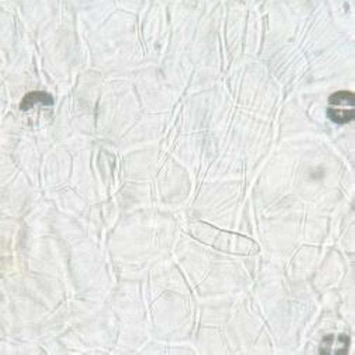 ﺳﻄﺢ اﻟﺜﻤﺮة