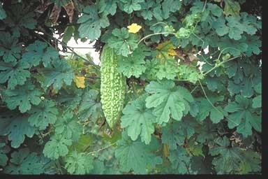 كامل النبات