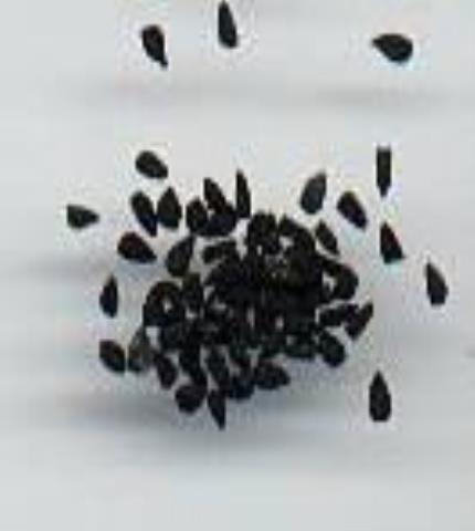 البذور
