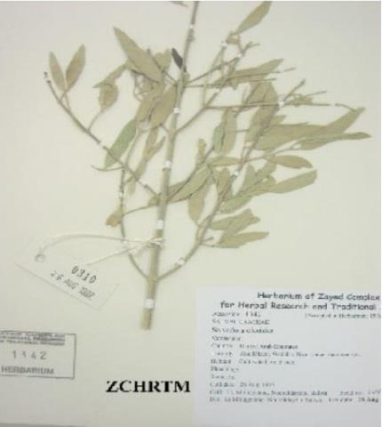 Herbarium sample