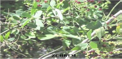 Leaves