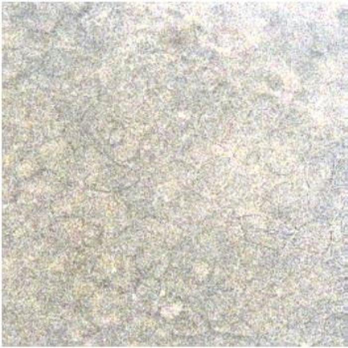 Lower epidermis