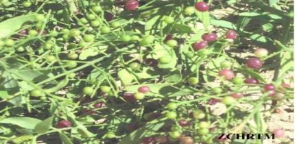 Fruit