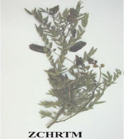 عينة معشبية