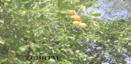 Fruits