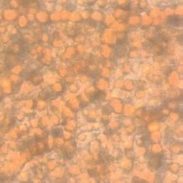 Spongy mesophyll