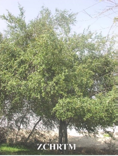 Whole Plant