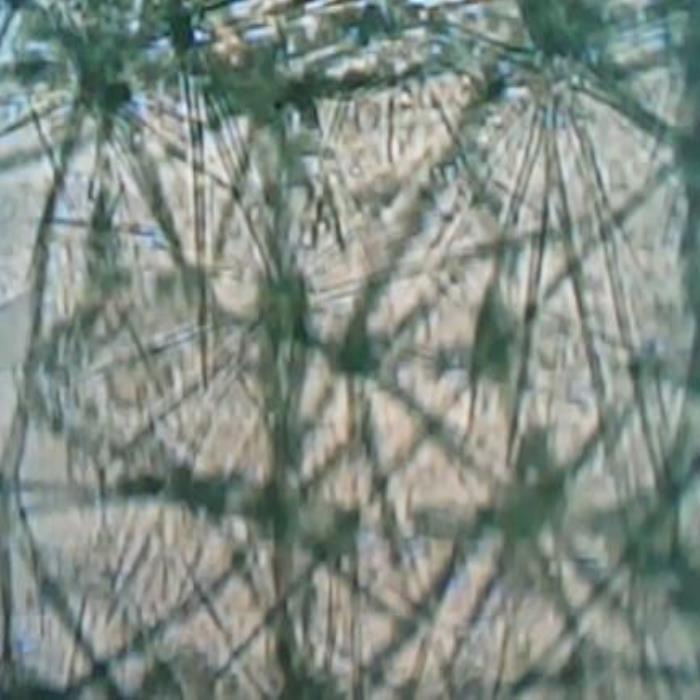 Leaf surface view