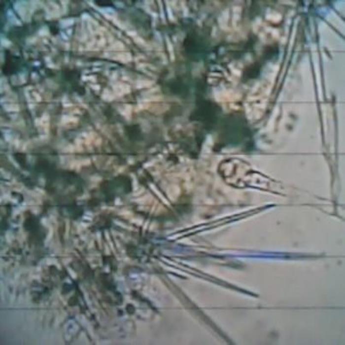 Portion of leaf