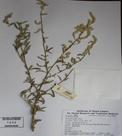 Herbarium specimen