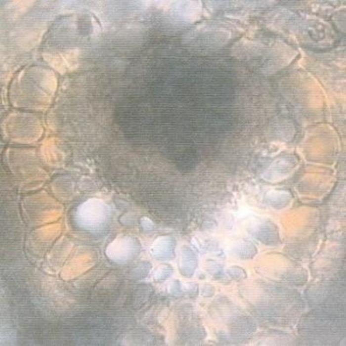 Vascular tissues