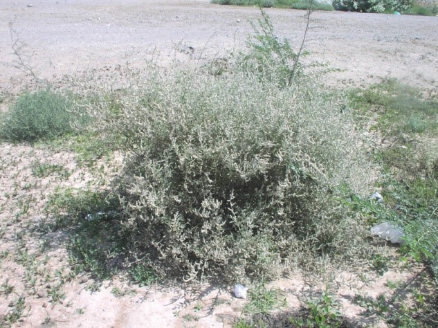 Whole Plant