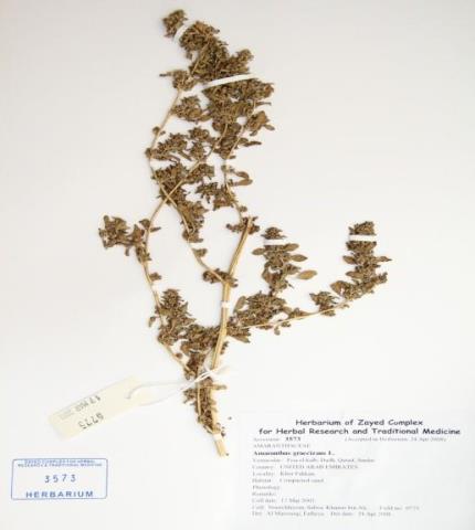 Herbarium specimen