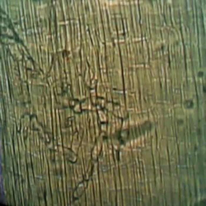 Surface view of stem