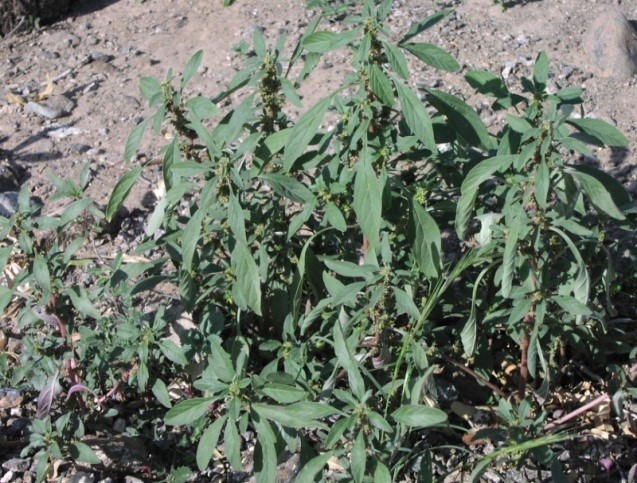 Whole Plant