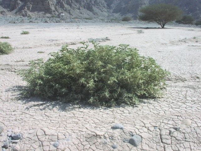 النبتة كاملة