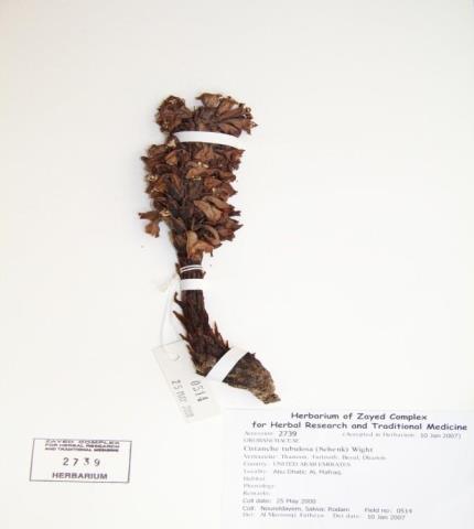 Herbarium specimen