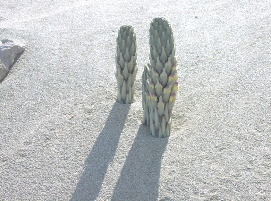 Whole plant