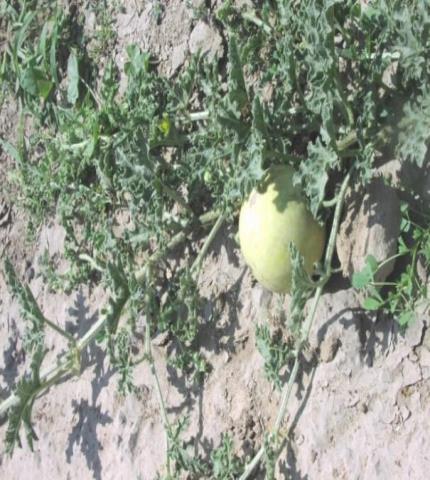 Fruit