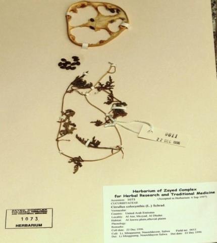 Herbarium specimen