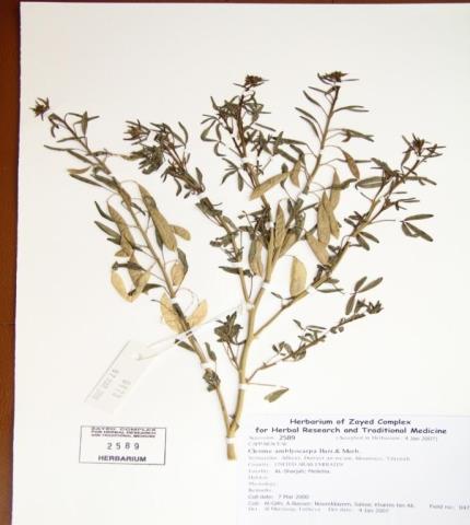 Herbarium specimen