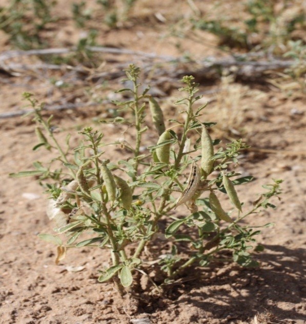 Whole plant