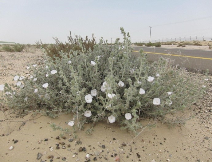 النبتة كاملة