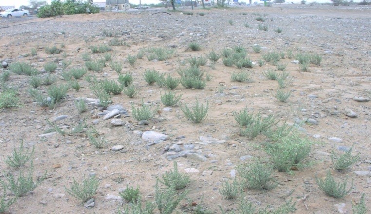 النبتة كاملة