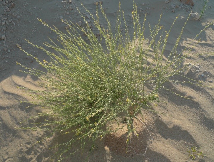 النبتة كاملة