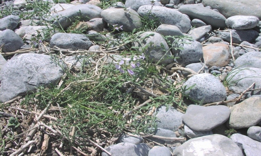 النبتة كاملة