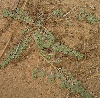 النبتة كاملة