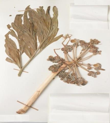 Herbarium specimen