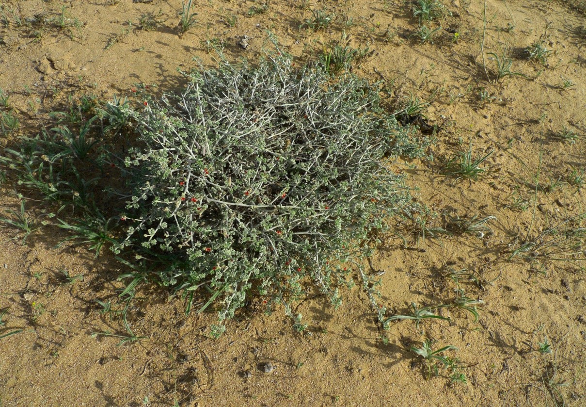 النبتة كاملة