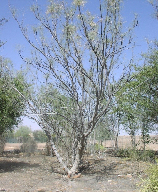 النبتة كاملة