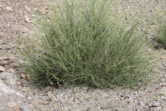 النبتة كاملة