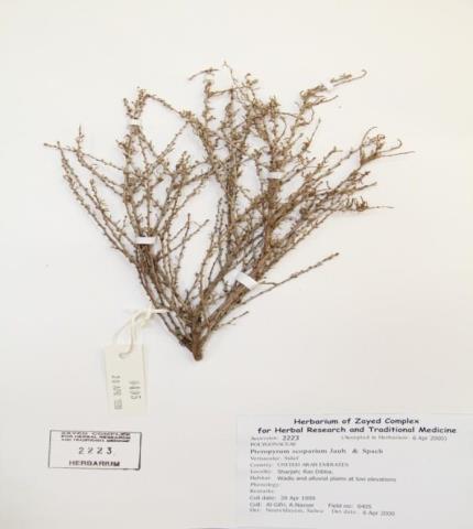 Herbarium specimen