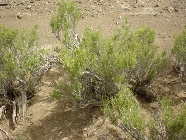 Whole plant